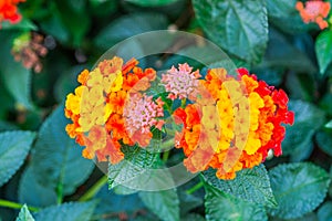 Closeup to Lantana Camara Flowers with Leafs