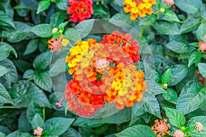 Closeup to Lantana Camara Flowers with Leafs