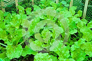 Closeup to Light Green Chinese Cabbage/ Napa Cabbage