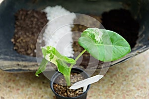 Closeup to little fresh Alocasia macrorrhizos