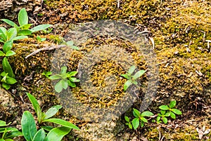 Closeup to Moisture Soil with New Born Plants Background