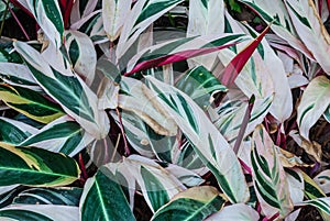 Closeup to Never Never Plant/ Clenanthe Oppenheimiana E.Morren/ Tricolor/ Marantaceae Background