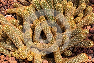 Closeup to Pile of Ladyfinger/ Gold Lace Cactus/ Mammillaria Elongata, Succulent and Arid Plant