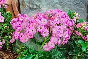 Closeup to Pink Kalanchoe Blossfeldiana, Stone Rose