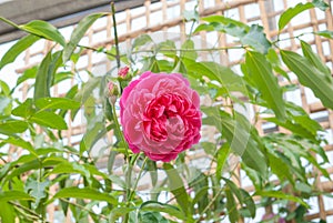 Closeup to Pink or Summer Damask Rose/ Rosa ? Damascena Mill./ Rosaceae Flowers