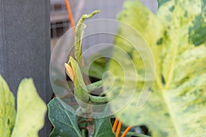 Closeup to pollen of paraiso verd in pot