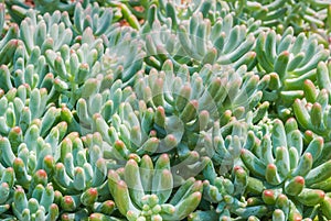 Closeup to Pork and Beans/ Jelly Bean/ Sedum Rubrotinctum R.T.Clausen/ Crassulaceae, Succulent and Arid Plant