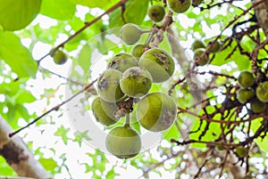 Closeup to Raw Cluster Fig/ Goolar Gular/ Ficus Racemosa L. / MORACEAE