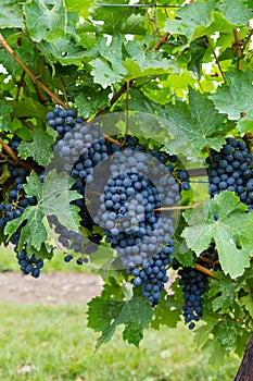 Closeup to Red Wine Vineyard Grapes