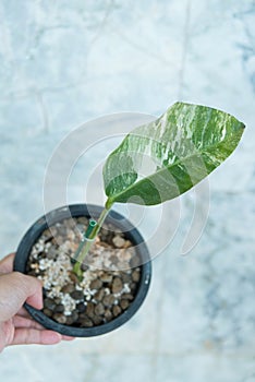 rhaphidophora foraminifera albo variegated in the pot photo