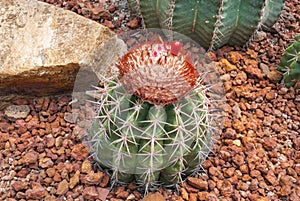 Closeup to Round Shaped of Melocactus Bahiensis Cactus/ Cactaceae, Succulent and Arid Plant