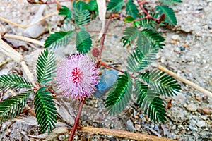Closeup to Sensitive Plant Flower, Mimosa Pudica