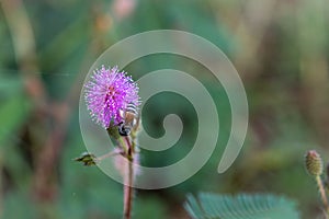 The Closeup to Sensitive Plant Flower, Mimosa Pudica with small bee on blur background