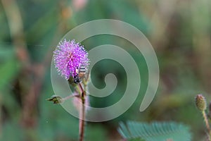 Closeup to Sensitive Plant Flower, Mimosa Pudica with small bee on blur background