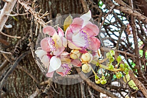 Closeup to Shala Flower, Cannonball tree [Shorea Robusta]