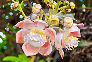 Closeup to Shala Flower, Cannonball tree [Shorea Robusta]