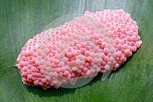 Closeup to shellfish cherry egg on white green leaf.