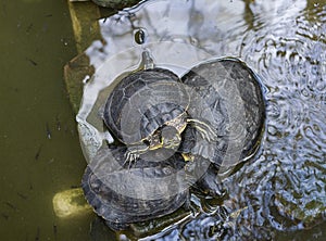 Closeup to a three Trachemys scripta scripta turtle over a wet rock