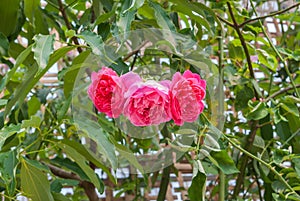 Closeup to Tripple Pink or Summer Damask Rose/ Rosa ? Damascena Mill./ Rosaceae Flowers