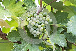 Closeup to White Wine Grapes at a Vineyard