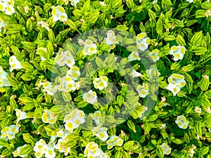 Closeup to White and Yellow Bluewings/ Wishbone Flower/ Torenia Fournieri Lind. ex Fourn./ Scrophulariaceae Background