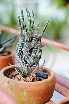 Closeup to Zebra Haworthia Fasciata, Attenuata Succulent the Arid Plant