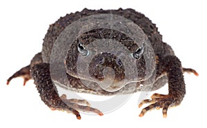 Closeup of a Toad