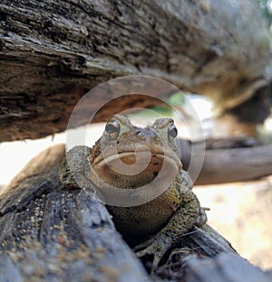 Closeup of a Toad Bufonidae Resting in a Hiding Place on A Log in the Forest