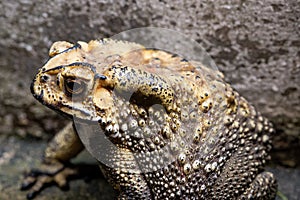 Toad is a common name for certain frogs