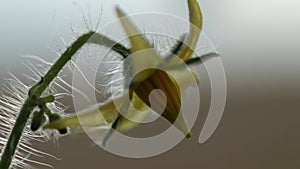 Closeup tomato flower with protruding hairs