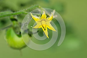 Closeup of tomato plant flower