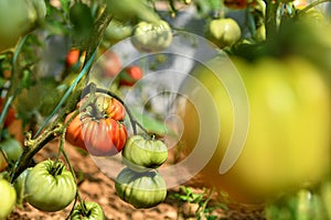 Closeup on tomatoes in a greenhouse