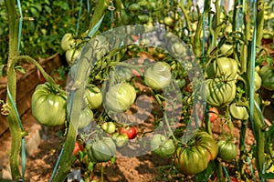 Closeup on tomatoes in a greenhouse