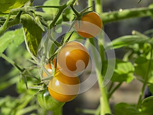 Sungold variety tomatoes ripening on a truss