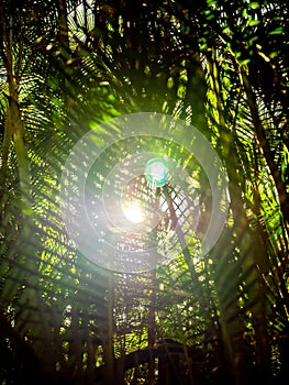Closeup toned image of lens flares against bright sun in tropical rainforest