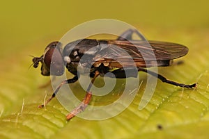 Closeup on a Tooth-thighed hoverfly, Tropidia scita, sitting on a green leaf