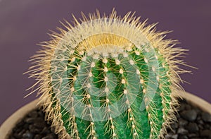 Closeup of top of cactus against violet background