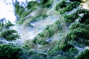 Closeup Of The Top Of A Pine Tree Which Has Spiderweb