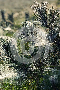 Closeup of the top of a pine tree which has spiderweb in between