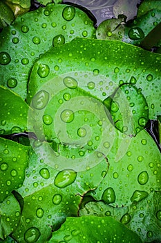 Closeup top view droplets on the lotus with leaves green color in the pond after rain. Using wallpapers or background for nature w