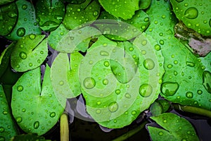 Closeup top view droplets on the lotus with leaves green color in the pond after rain. Using wallpapers or background for nature w