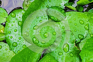 Closeup top view droplets on the lotus with leaves green color in the pond after rain. Using wallpapers or background for nature w