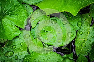 Closeup top view droplets on the lotus with leaves green color in the pond after rain. Using wallpapers or background for nature w