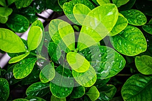 Closeup top view droplets on the lotus with leaves green color in the pond after rain. Using wallpapers or background for nature w