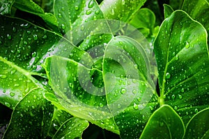 Closeup top view droplets on the lotus with leaves green color in the pond after rain. Using wallpapers or background for nature w