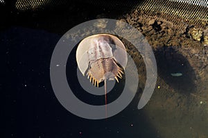 Closeup top view of a Horseshoe crab marine arthropod in a water