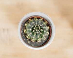 Closeup top view of a notocactus uebelmannianus cactus in a white pot