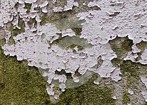 closeup top view, old cement floor, peeling paint, moss and mold