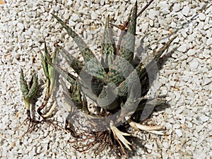 Closeup top view of a Pink Blush Aloe succulent plant with pups and bare roots