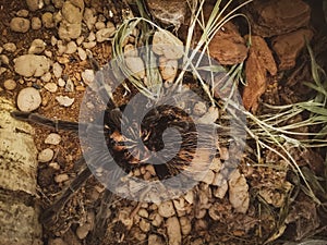 Closeup top view of a Tarantula